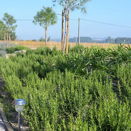 óbidos Wood Olho Marinho